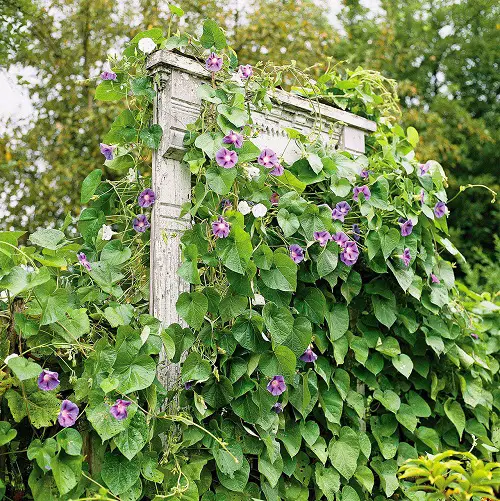 Repurpose a Door morning glory trellis
