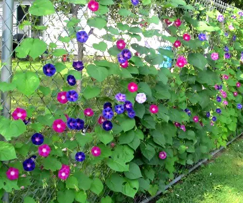 Morning Glory Chicken Wire Trellis