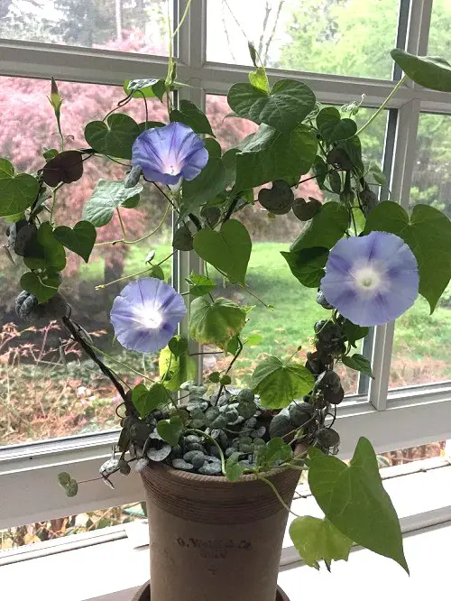 Heart Trellis for Morning Glory
