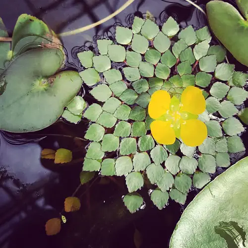 Floating Flowers that Float in Water 4