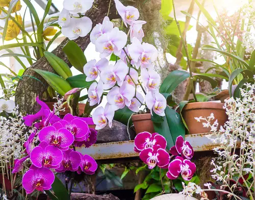 Macho and Masculine Flowers list 