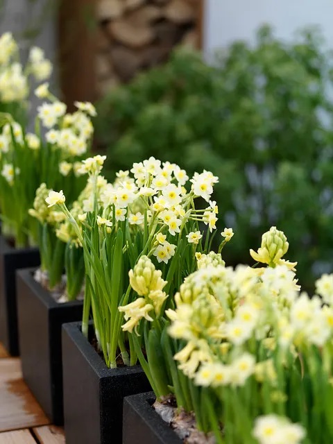 Chinese Flowers in pot