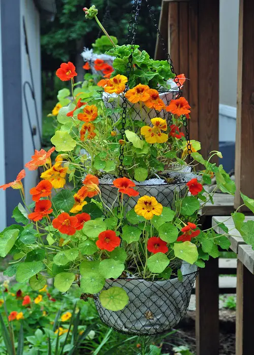 Best and Worst Child-Friendly Plants 14