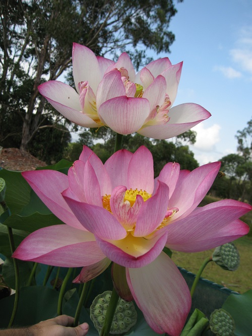 Chinese flowers in the garden