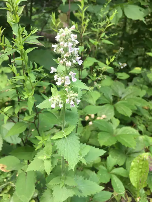 Plants that Look Like Mint But Are Not3