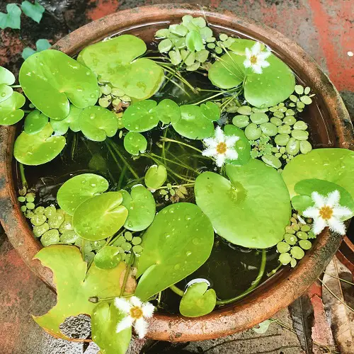 Floating Flowers 11