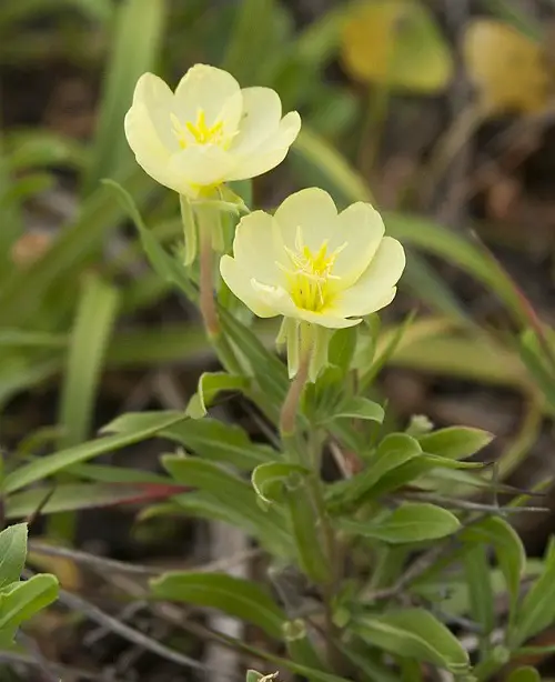 Beautiful 4 Petal Flowers1