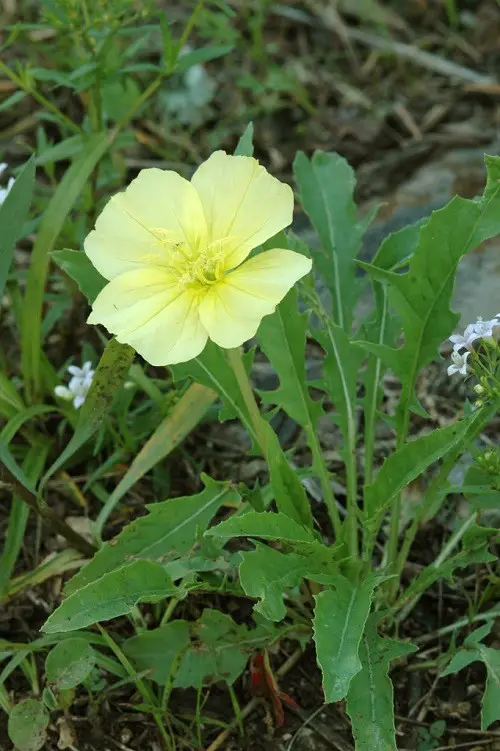 Beautiful 4 Petal Flowers3