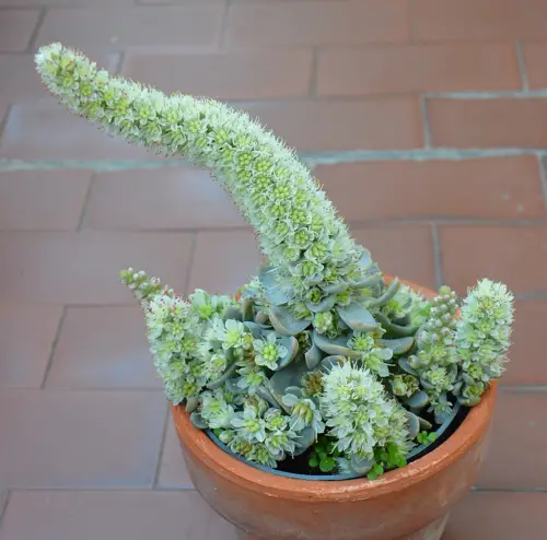 Beautiful Korean Succulents in pot