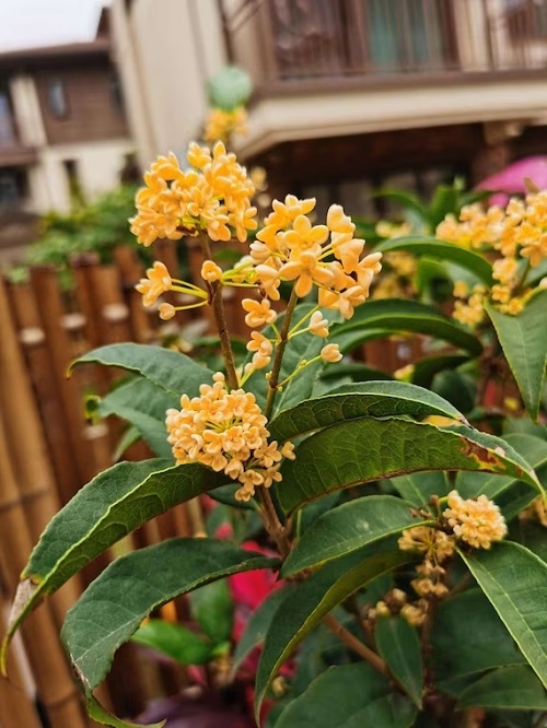 Chinese flowers in the yard