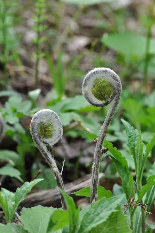 ferns that are used as edible dishes
