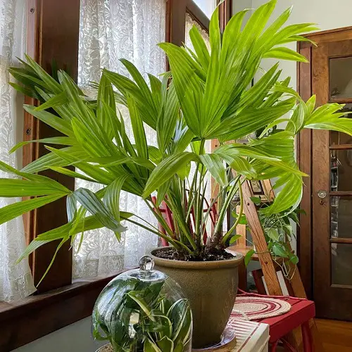 Fantastic 2024 Indoor Plant Trends 5
