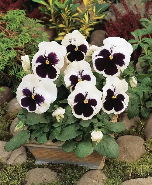 Pansy Flower Meaning