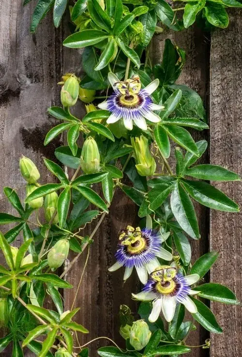 Vines that grow on trees 31