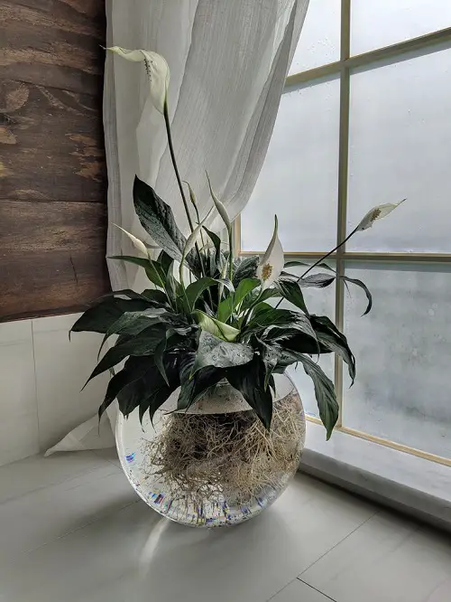 Tropical Plants You Can Grow in Just Water 4