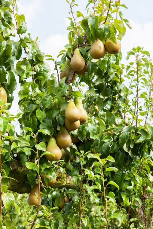 Fruit Trees Grown in North Carolina 2