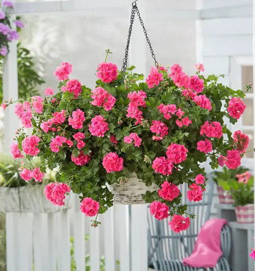 Plants That Bloom Immediately After Planting 2