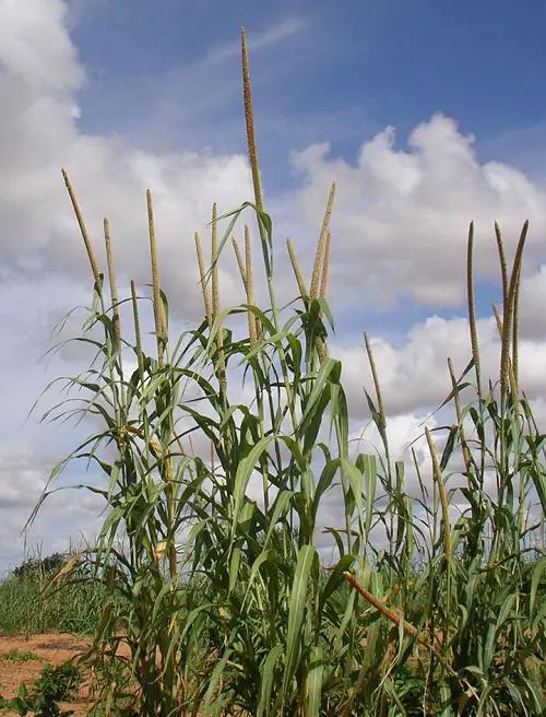 Plants That Look Like Corn 2