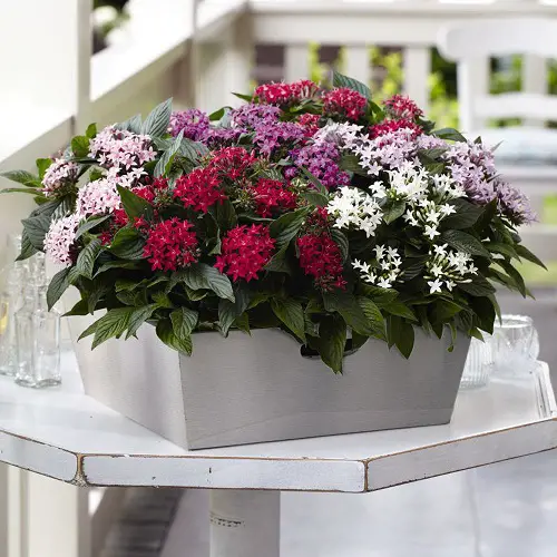 Most Colorful Plants in Florida 16