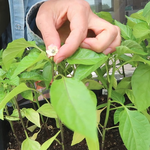 pepper Plants Benefiting from Pinching