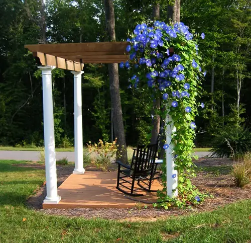 Pergola as a Trellis Morning Glory Trellis Ideas