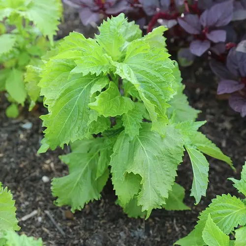 Look-Alike Plants That Aren't Really Mint5