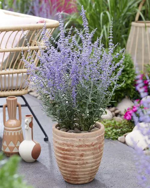 Russian Sage Best Bushes With Blue Flowers in front yard
