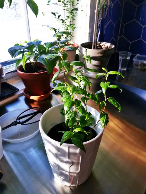 Indoor Edible Vines You Can Grow 