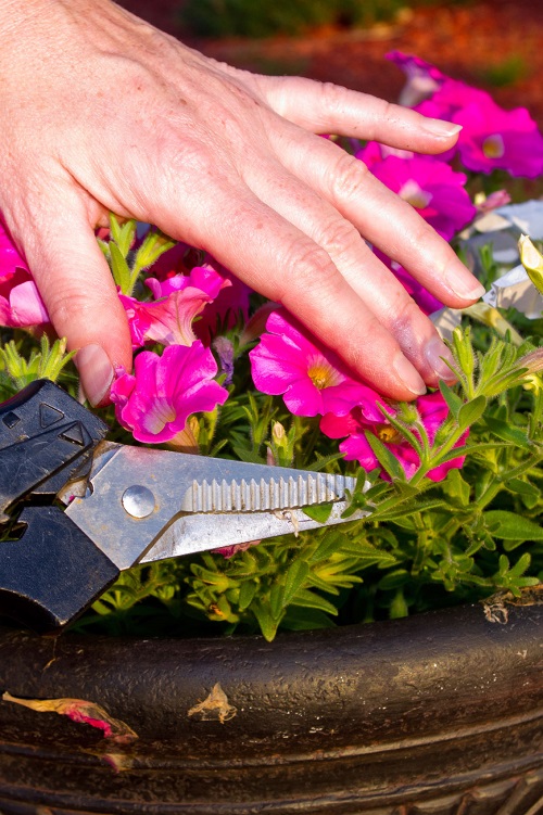petunia Plants Benefiting from Pinching