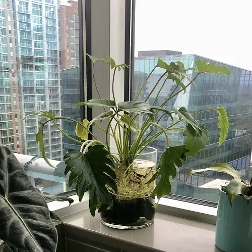 Tropical Plants That Only Require Water to Grow