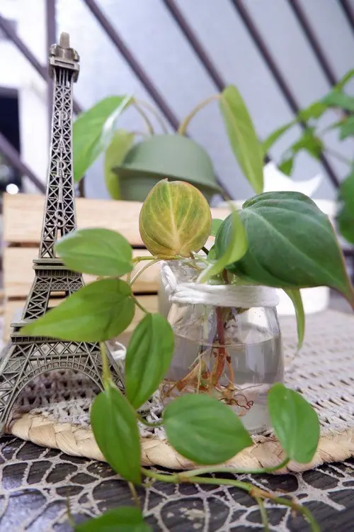 Magnificent Philodendrons You'll adore it completely 9