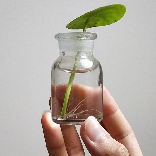Pilea water propagation