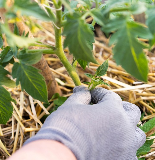 What is Pinching a Plant