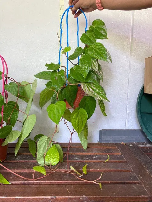 Edible Vines You Can Grow Indoors hanging 