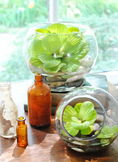 Glass Container Plants for Indoor Growing 3