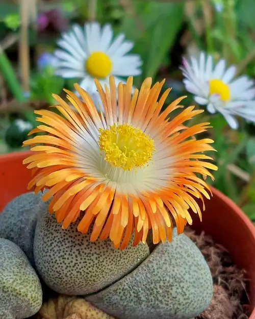 Pleiospilos nelii Varieties blooming