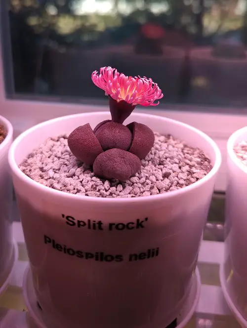 Pleiospilos nelii Varieties indoor