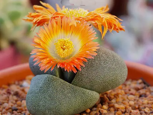 Pleiospilos nelii Varieties  in pot