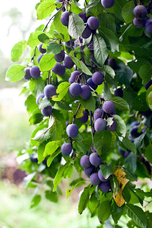 Fruit Trees in North Carolina 1