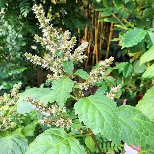 plants that looks like mint , but are not.