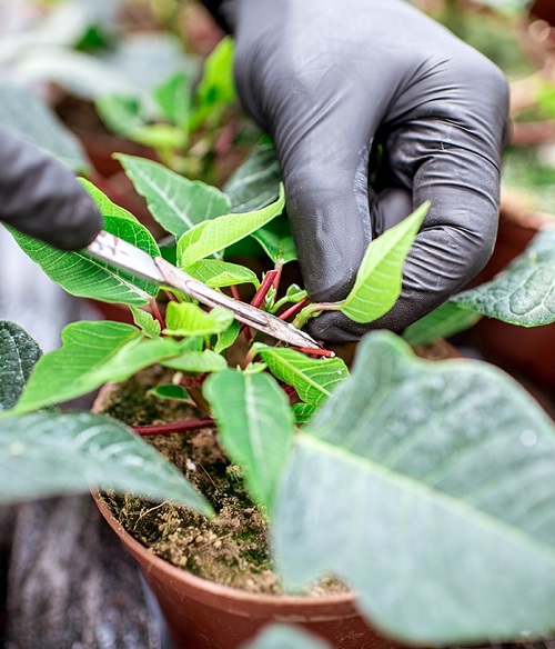 Plants Benefiting from Pinching