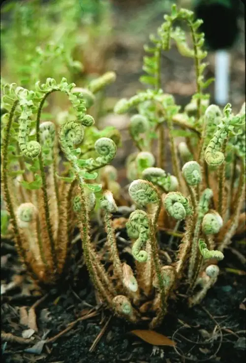 Edible Ferns that You Must Add to Your Dishes 3