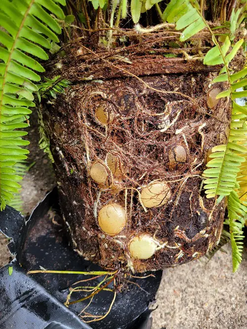Best Edible Ferns grow in home