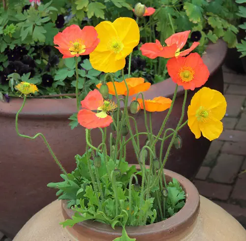 Best French Flowers in Round Pot