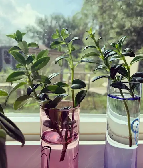 Climbers Sufficient in Water to Grow