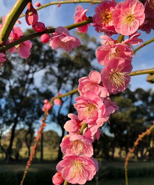 Chinese Flowers