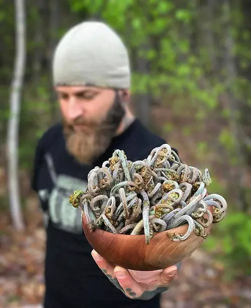 Best Edible Ferns to eat