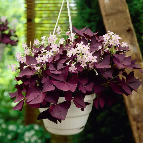 Beautiful shamerock Flowers That Grow in dark