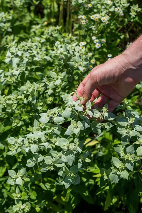 Look-Alike Plants That Aren't Really Mint