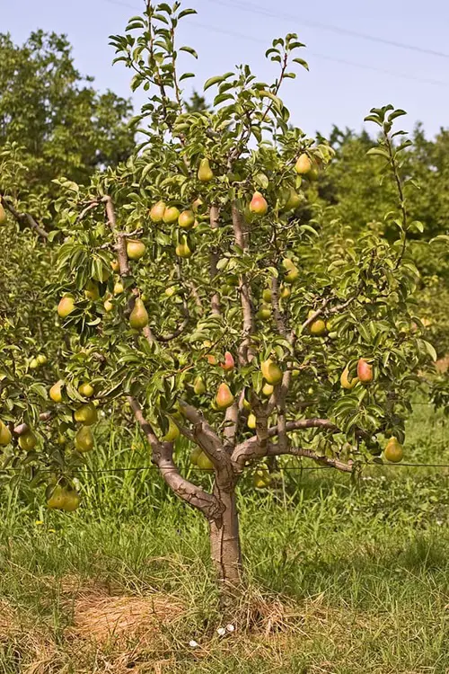 Pear Fruit Trees that Grow in Ohio